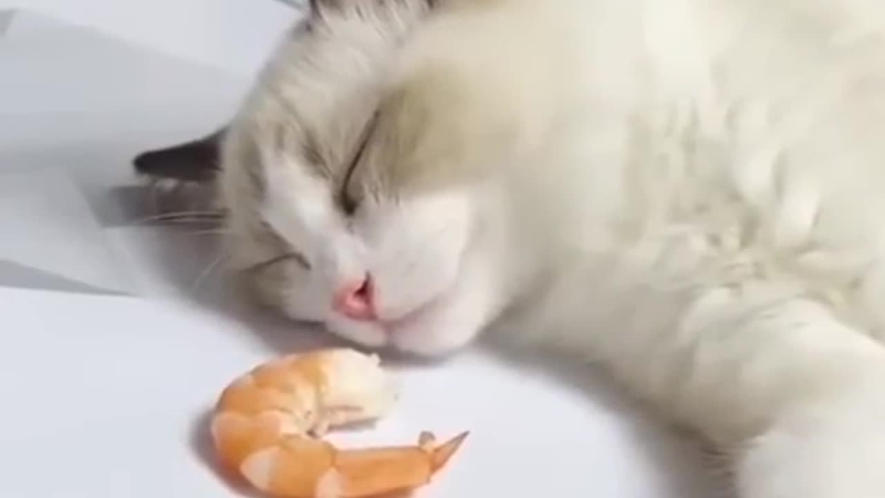 Cats get hungry even when they sleep because of the smell of delicious food.