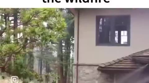 The last house to survive the wildfire