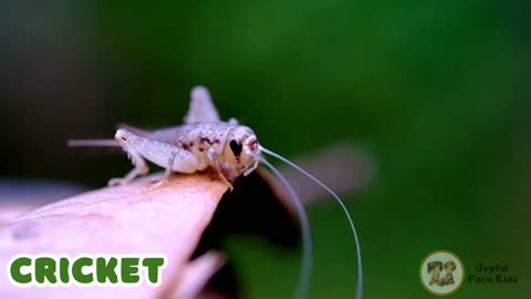 Insects Around the World _ English Vocabulary for Kids _ Insect Names Learning!