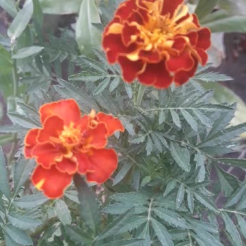 Marigold couple