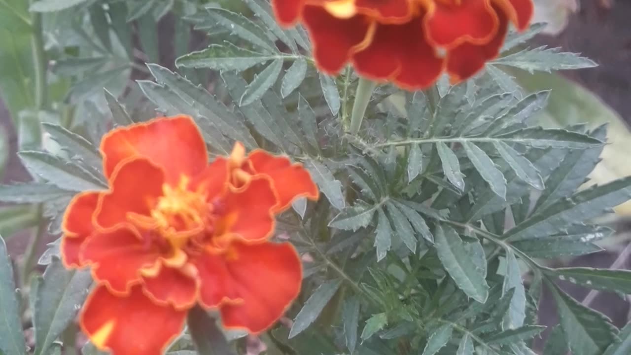 Marigold couple