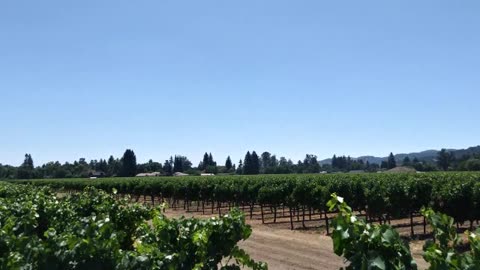 My wine country vineyard