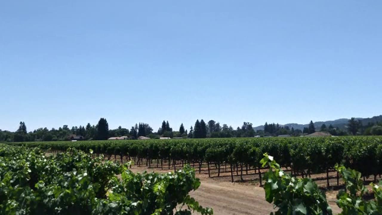 My wine country vineyard