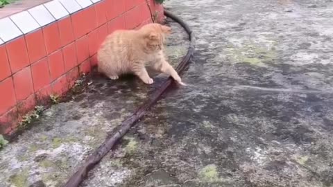 Whisker Whimsies: Cats Being Their Hilarious Selves! 🐱✨