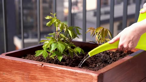 🌱 "Dominate Your Food Supply with 5-Gallon Container Gardening (Even If You’ve Killed a Cactus!)"