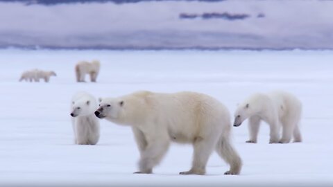 Film Crew Surrounded by 13 Wild Polar Bears
