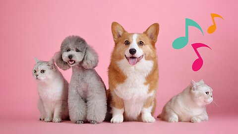 Dogs | @HappyAnimalsTV Kids Songs & Nursery Rhymes