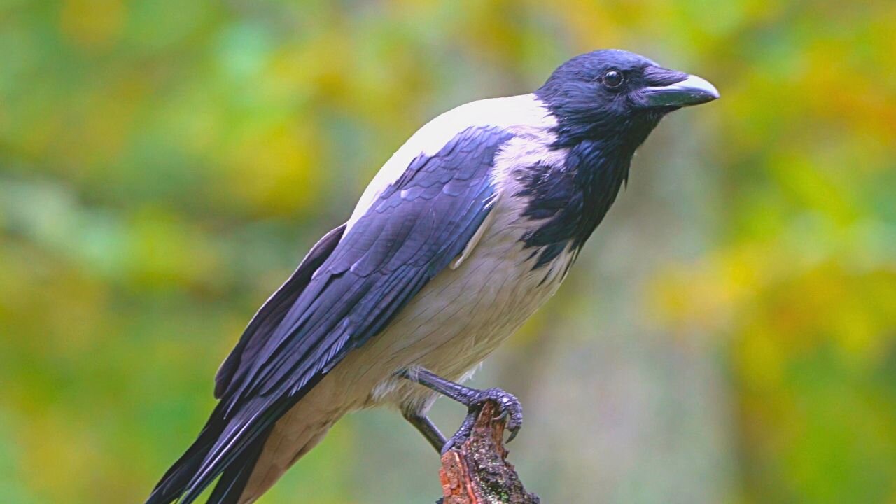 Hooded Crows Model for me One by One on the Tree Stump