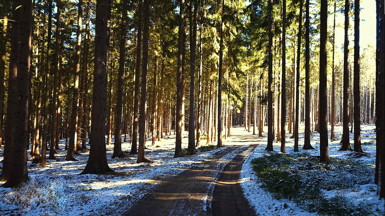 Through The Mushroom Forest - Winter Walk In The Woods No Talking ASMR