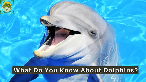 What Do You Know About Dolphins? | ANIMALS PEA