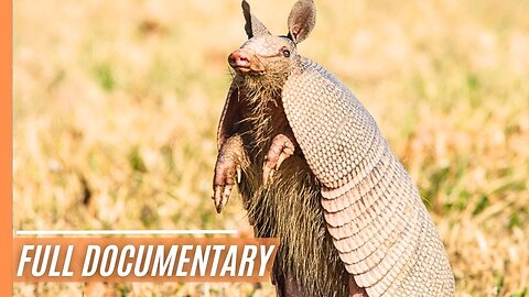 Wild Wonders of Patagonia_ Exploring Nature's Beauty at the End of the World _ Full Documentary