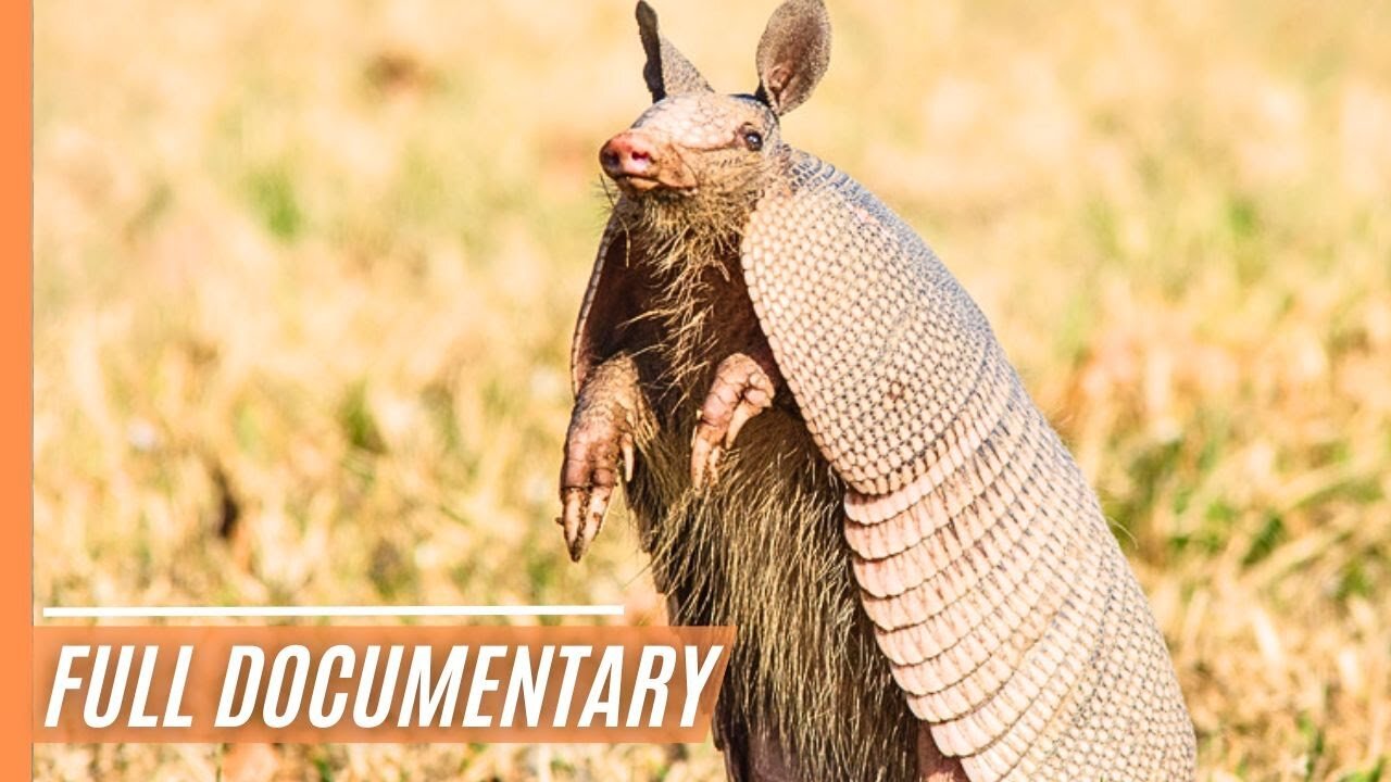 Wild Wonders of Patagonia_ Exploring Nature's Beauty at the End of the World _ Full Documentary