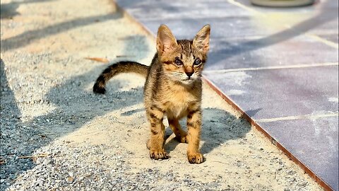 Masha Is Not Grow Up well Like other Kittens | She doesn’t have eyelid That Make Her Eyes Blind