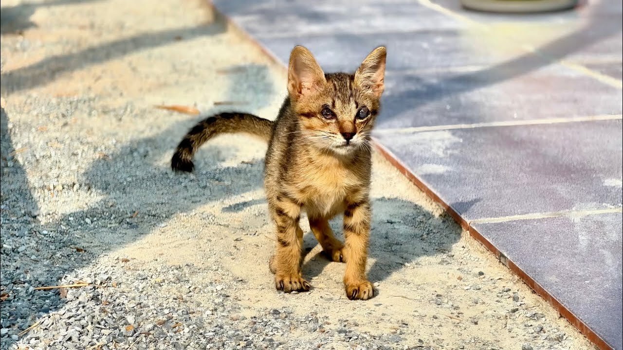 Masha Is Not Grow Up well Like other Kittens | She doesn’t have eyelid That Make Her Eyes Blind