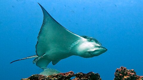 Curious spotted eagle ray slows to make eye contact with scuba diver