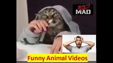 Funny Animals