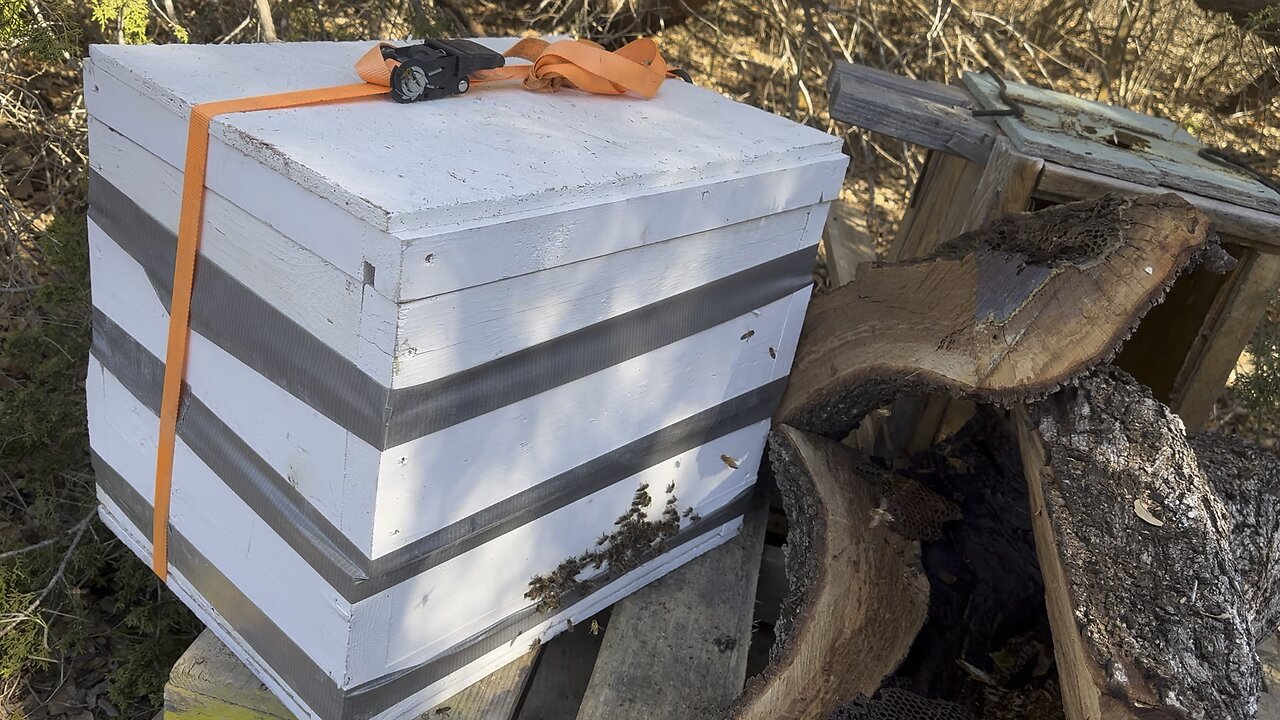 Tree bees have fully claimed new hive