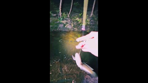 LIVE INDIANA VILLAGE FISHING Playtime Will Melt Your Heart Adorable Puppy Cute animal kitten