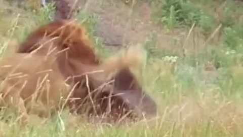 Funny animals