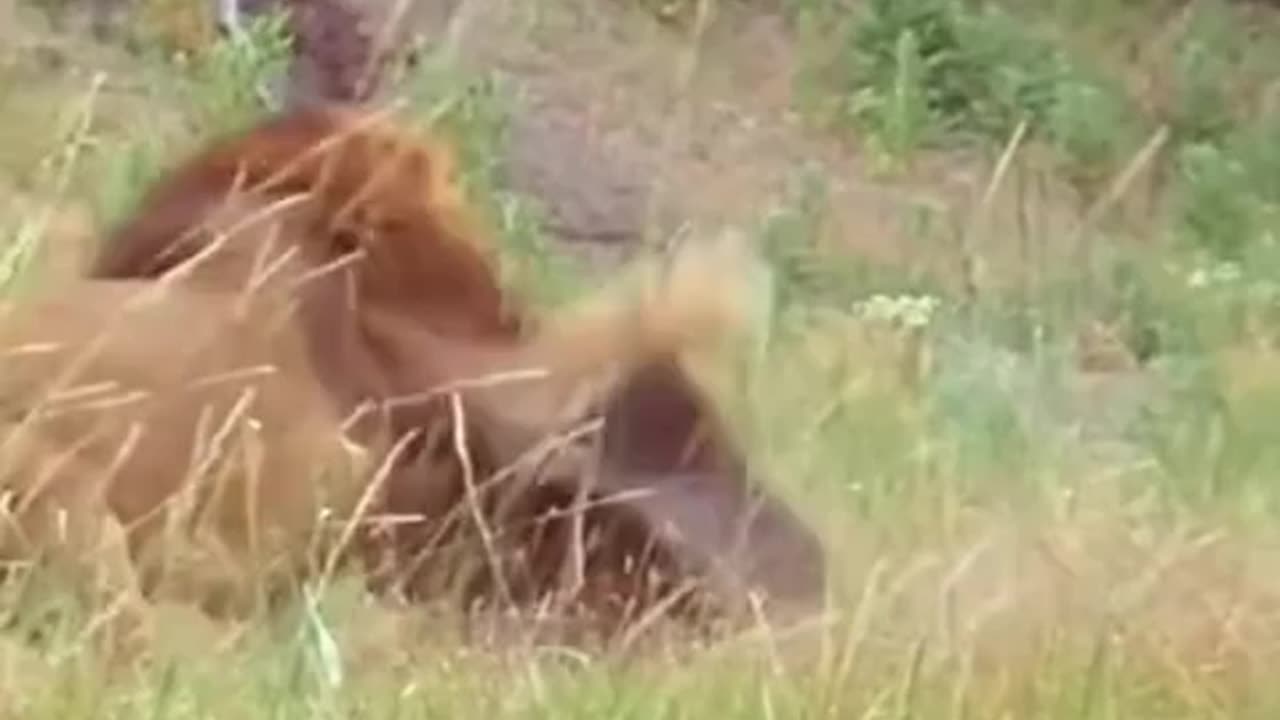 Funny animals