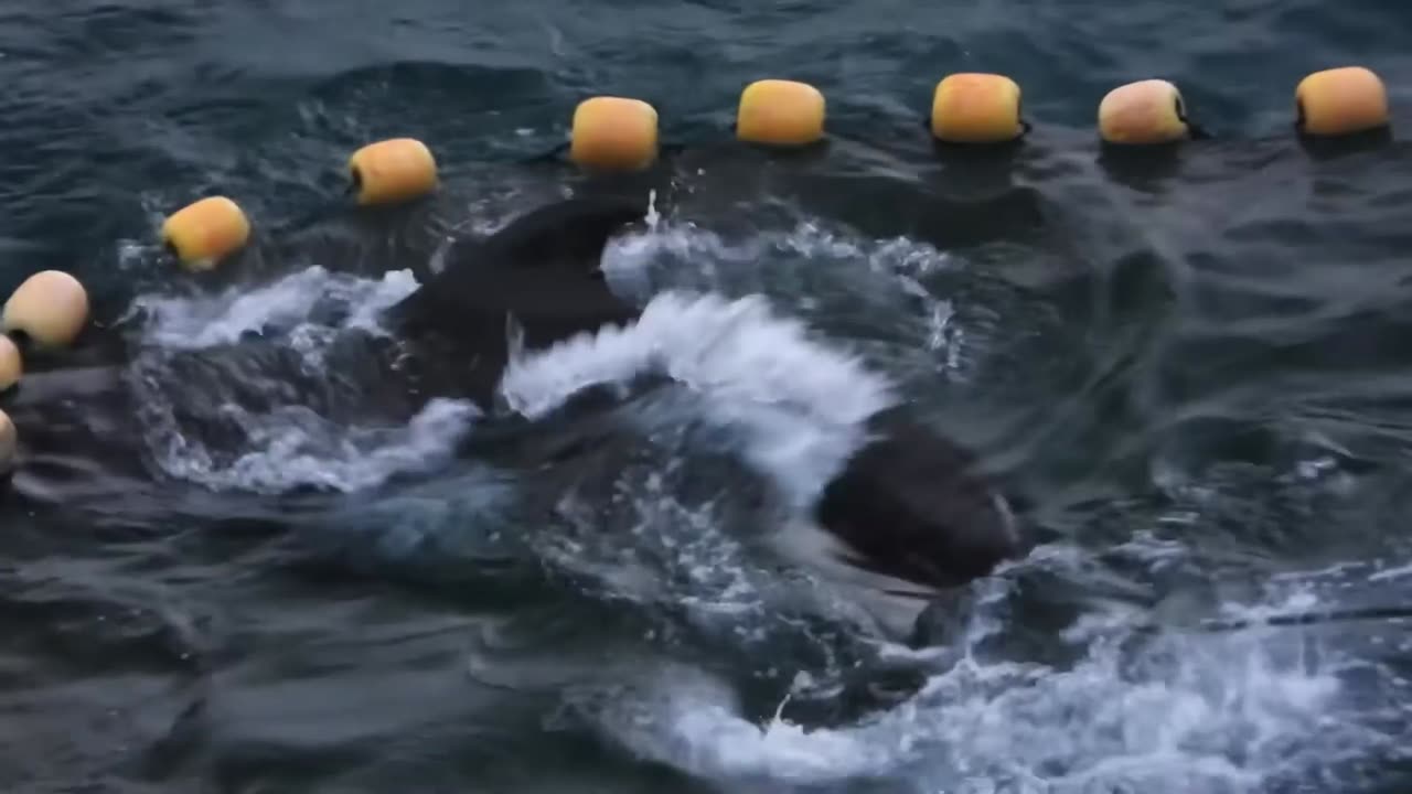 Taiji Japan - Rest of 11 pilot whale children were brutal killed