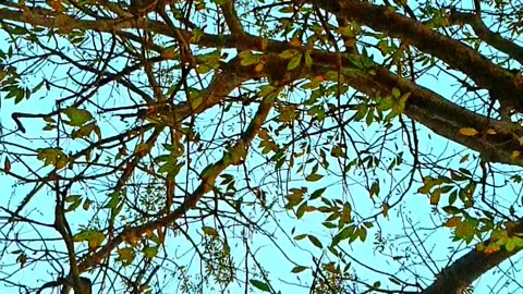 Slow motion video of a big old shimul tree in a big square video 2025 skc.com 89