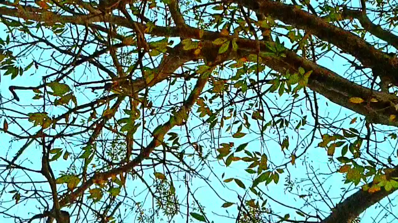 Slow motion video of a big old shimul tree in a big square video 2025 skc.com 89