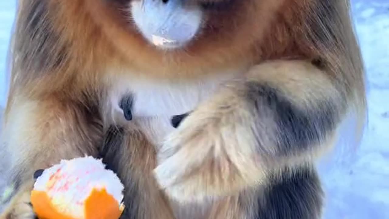 #monky