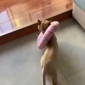 Can't get over the catwalk 😂😂