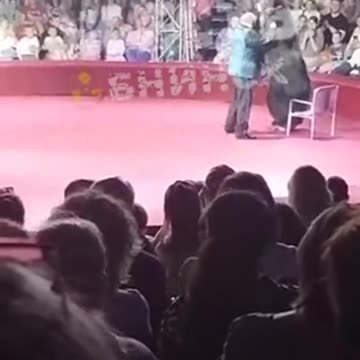 Roller Skating Bear: Wild Idea Gone Wrong!”