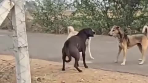 Life lessons from the Africa dog... Do you stand and fight or you run like bi**