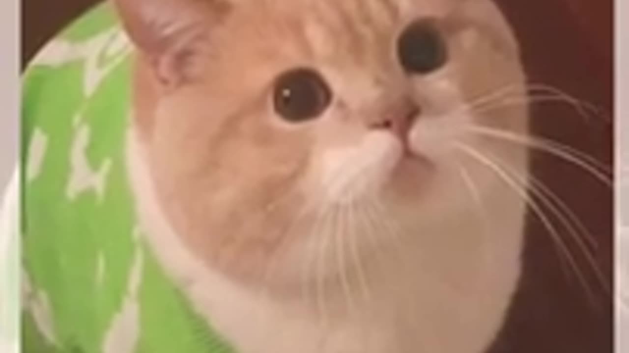 Look at his little sweater!