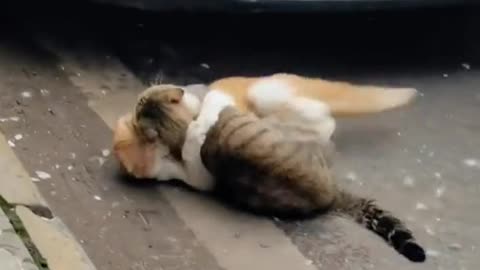 Cat fighting