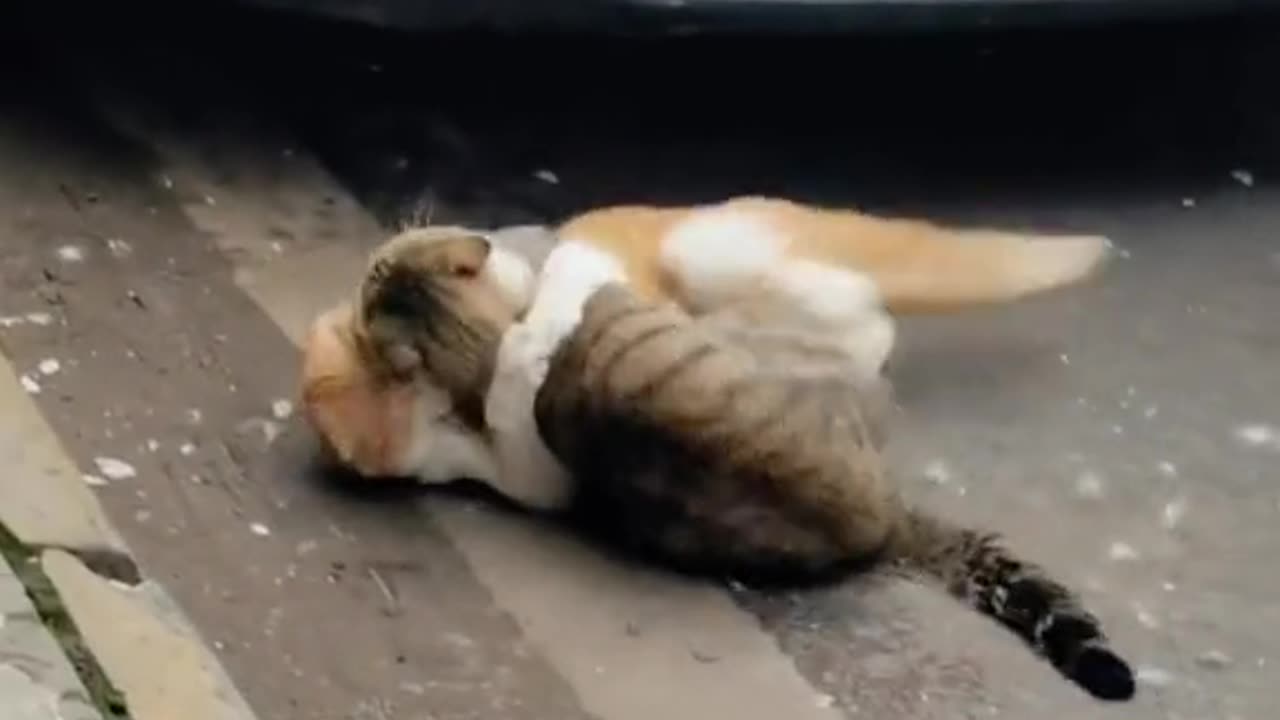 Cat fighting