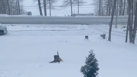 Dogs in snow ❄️