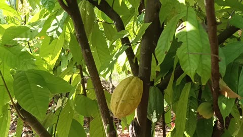 Cacao plantation Mae-On: 2025-02-01 04