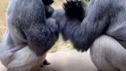Gorilla Friends Play and Have Fun