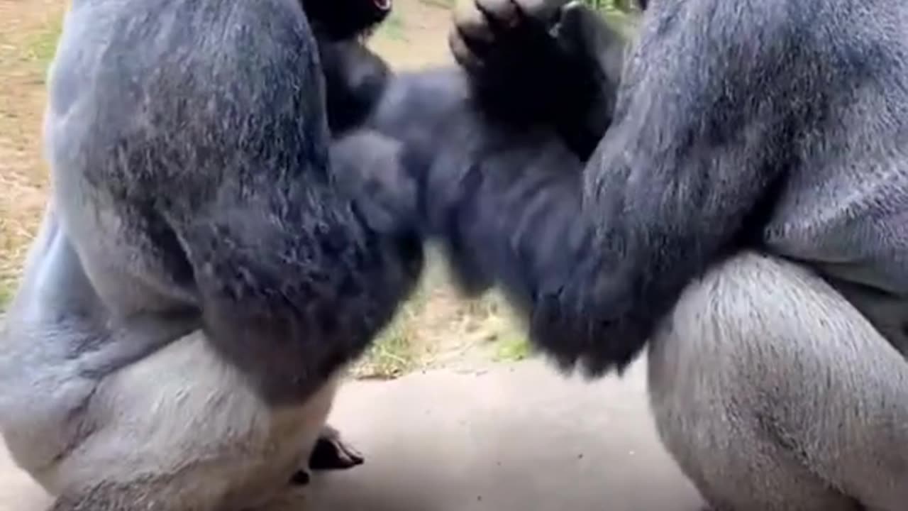 Gorilla Friends Play and Have Fun