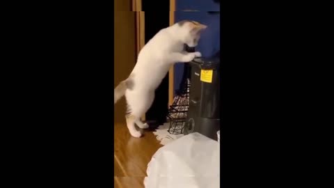 Funny animals - Funny cats / dogs - Funny animal videos 2023 - Part 9