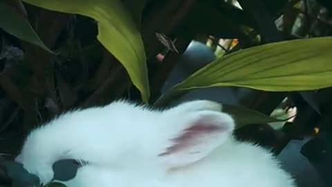 Beautiful rabbit