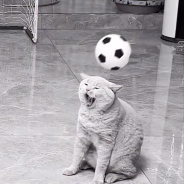 the unluckiest orange cat🤣