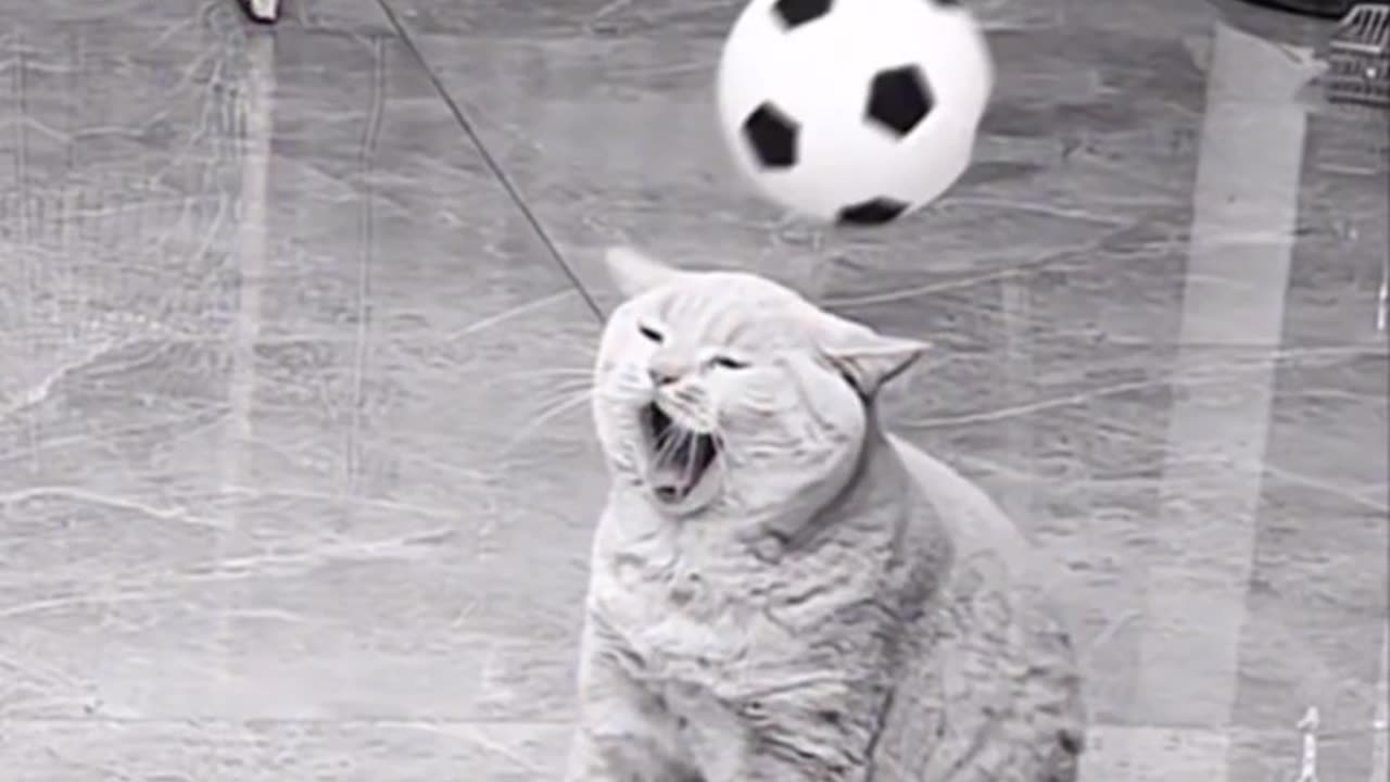 the unluckiest orange catš¤£