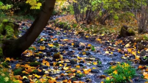 Five minutes Forest stream and bird chirping sounds for relaxing mind and body.