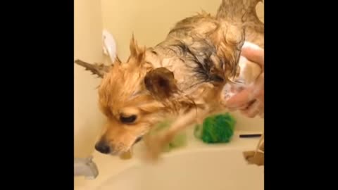 Dog without water suming experience fanny video