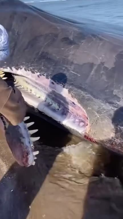 World giants fish on beach