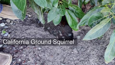 Ground Squirrel Documentary