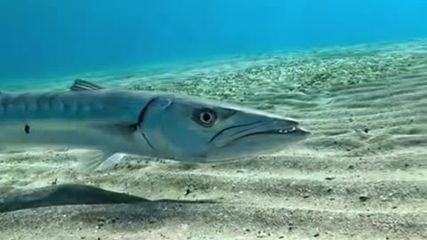 Cristal clear Underwater Fish