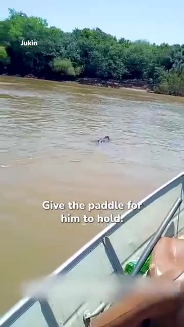 The Terrifying Moment They See What's Approaching!