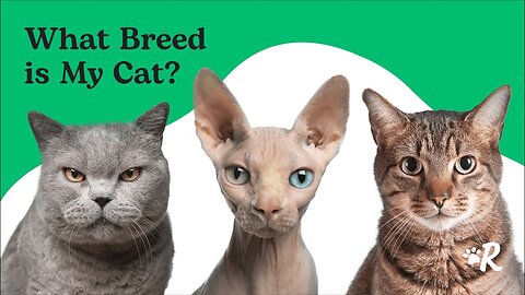 What Is Your Cat's Breed? Find Out Now 