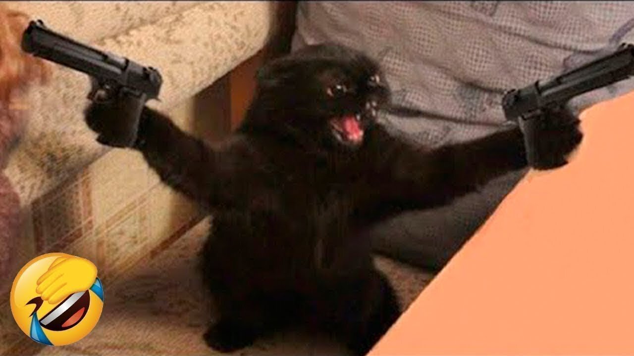 Funniest Animals 😄 New Funny Cats and Dogs Videos 😹